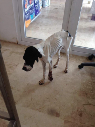 Illustration de l'article : Une chienne à 3 pattes redonne le sourire à son sauveteur, amputé de la jambe à la suite d’un accident