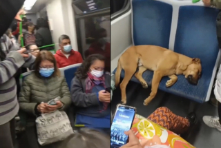 Illustration de l'article : Personne n’ose réveiller un chien épuisé qui s’est endormi dans un métro bondé (vidéo)