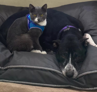 Illustration de l'article : Un chat refuse de quitter son ami chien après un abandon cruel dans un champ 