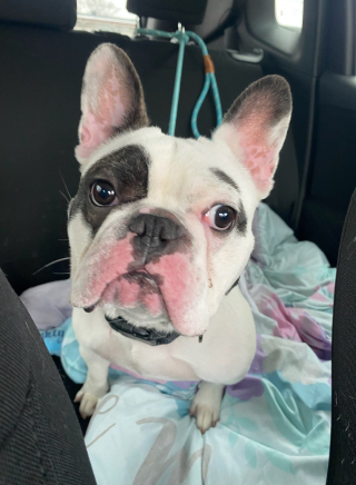 Illustration de l'article : Où en est Ralphie, Bouledogue Français "démoniaque", après son adoption ?