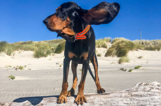 Illustration de l'article : Cette chienne a des oreilles si grandes qu’elle est entrée au Livre Guinness des records ! (vidéo)