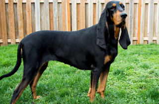 Illustration de l'article : Cette chienne a des oreilles si grandes qu’elle est entrée au Livre Guinness des records ! (vidéo)