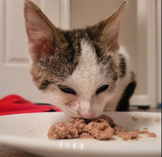 Illustration de l'article : En récupérant ce chaton sur la route, Tyler n’imaginait pas qu’ils seraient liés pour toujours