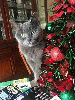 Illustration de l'article : Du haut de ses 20 ans, cette chatte nommée Angèle est probablement la plus âgée des environs