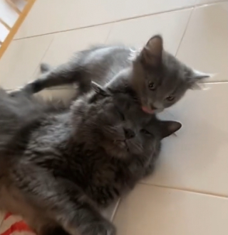 Illustration de l'article : Lorsqu’elle rentre à la maison, cette femme découvre son chat adulte et son nouveau chaton blottis l’un contre l’autre (vidéo)