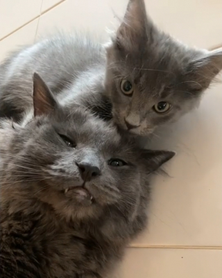 Illustration de l'article : Lorsqu’elle rentre à la maison, cette femme découvre son chat adulte et son nouveau chaton blottis l’un contre l’autre (vidéo)