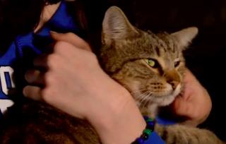 Illustration de l'article : Elle découvre une chatte dans sa grange et est stupéfaite en apprenant qu'on la cherche depuis 6 mois