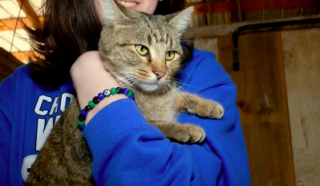 Illustration de l'article : Elle découvre une chatte dans sa grange et est stupéfaite en apprenant qu'on la cherche depuis 6 mois