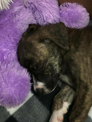 Illustration de l'article : L'émouvante photo d'un policier et d'un chiot errant endormis chez le vétérinaire cache une belle histoire