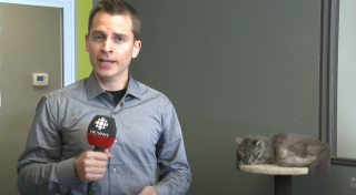 Illustration de l'article : Ce chat en arrière-plan perturbe le tournage d’un reportage (vidéo)