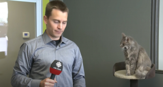Illustration de l'article : Ce chat en arrière-plan perturbe le tournage d’un reportage (vidéo)
