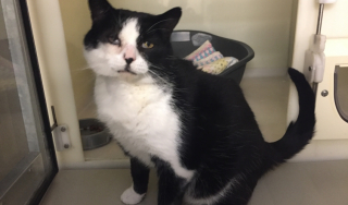 Illustration de l'article : Une femme interdite de d&eacute;tenir un animal pendant 7 ans pour ne pas avoir emmen&eacute; son chat chez le v&eacute;t&eacute;rinaire