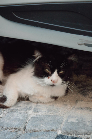 Illustration de l'article : Une femme interdite de d&eacute;tenir un animal pendant 7 ans pour ne pas avoir emmen&eacute; son chat chez le v&eacute;t&eacute;rinaire