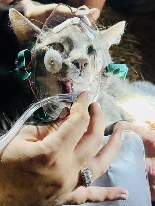 Illustration de l'article : Effrayée par l’alarme incendie, une chatte se cache et se retrouve prise au piège des flammes qui brûlent sa maison