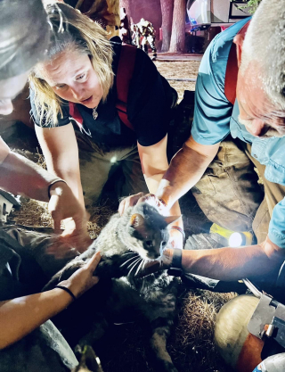 Illustration de l'article : Effrayée par l’alarme incendie, une chatte se cache et se retrouve prise au piège des flammes qui brûlent sa maison