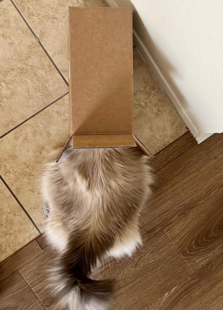 Illustration de l'article : Ce félin déborde d’énergie et l’exprime d’une bien drôle de façon ! (vidéo)