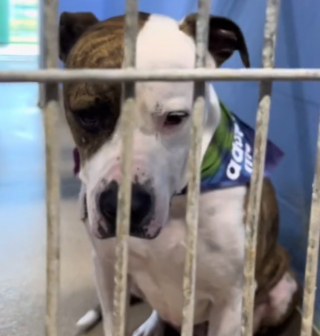 Illustration de l'article : Un chien de refuge ignoré et en dépression retrouve enfin le sourire grâce à une bonne nouvelle (vidéo)