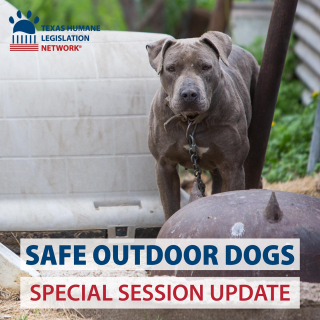 Illustration de l'article : Au Texas, pour enchaîner un chien à l’extérieur, il faut respecter des conditions très strictes