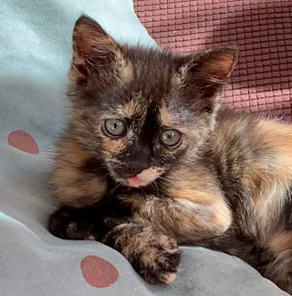 Illustration de l'article : Cette chatonne atteinte d’une maladie infectieuse perd constamment l’équilibre, mais se bat pour rester sur ses 4 pattes