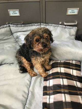 Illustration de l'article : Après 7 ans de recherche, une femme localise son chien à 1600 kilomètres de chez elle