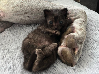 Illustration de l'article : Atlas, un canidé de 50 kg, devient père adoptif pour les petits félins en détresse (vidéo)