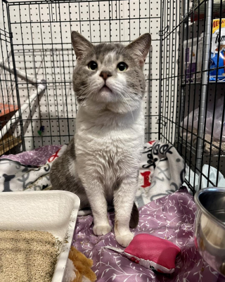 Illustration de l'article : Après avoir été négligé pendant 7 ans, ce chat découvre à quel point il est plaisant de se faire chouchouter