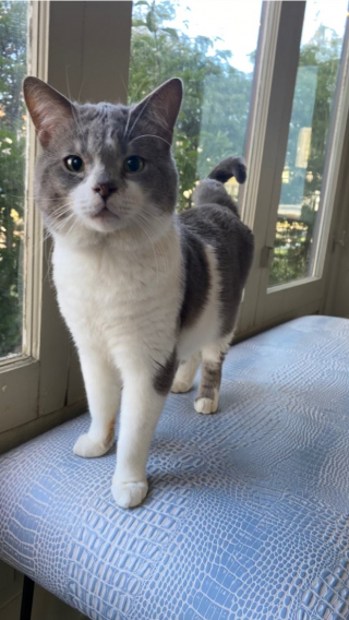 Illustration de l'article : Après avoir été négligé pendant 7 ans, ce chat découvre à quel point il est plaisant de se faire chouchouter