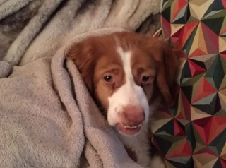 Illustration de l'article : L'appel touchant de Pepo, un chien au physique atypique cherchant désespérément une maison