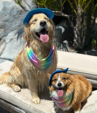 Illustration de l'article : Ce Golden Retriever a sa façon bien personnelle de marcher lorsqu’il fait une bêtise (vidéo)