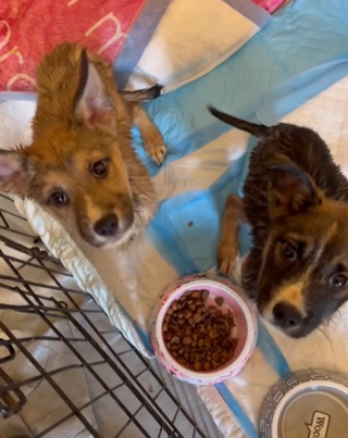Illustration de l'article : Une femme quitte le travail pour aller acheter des cookies et revient avec 2 chiots abandonnés (vidéo)