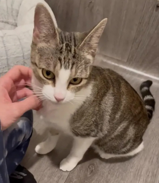 Illustration de l'article : Une maman chatte très protectrice accorde progressivement sa confiance à sa sauveteuse