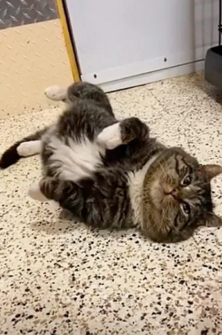 Illustration de l'article : Ce matou sauvé de la rue se roule par terre lorsqu’il reçoit de l’affection