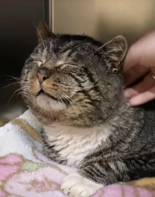 Illustration de l'article : Ce matou sauvé de la rue se roule par terre lorsqu’il reçoit de l’affection