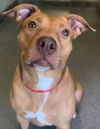 Illustration de l'article : « Je perds espoir » : le message déchirant de Bella, une chienne qui attendait une famille depuis 130 jours (vidéo)