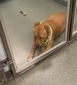 Illustration de l'article : « Je perds espoir » : le message déchirant de Bella, une chienne qui attendait une famille depuis 130 jours (vidéo)