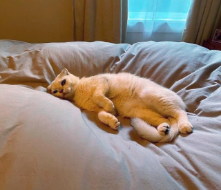 Illustration de l'article : Ce chat a troqué son lit de briques froides contre des couvertures douillettes et la chaleur d’un foyer