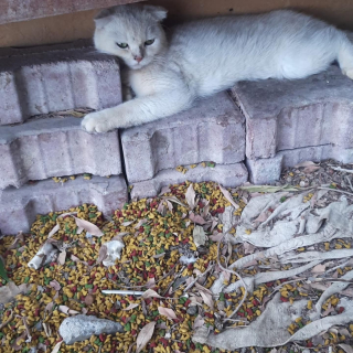 Illustration de l'article : Ce chat a troqué son lit de briques froides contre des couvertures douillettes et la chaleur d’un foyer