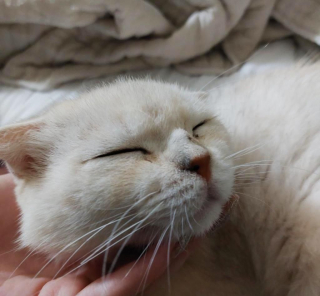 Illustration de l'article : Ce chat a troqué son lit de briques froides contre des couvertures douillettes et la chaleur d’un foyer