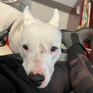 Illustration de l'article : Des bénévoles dévoués peinent à trouver un foyer pour cette chienne, qui est au refuge depuis 5 ans maintenant