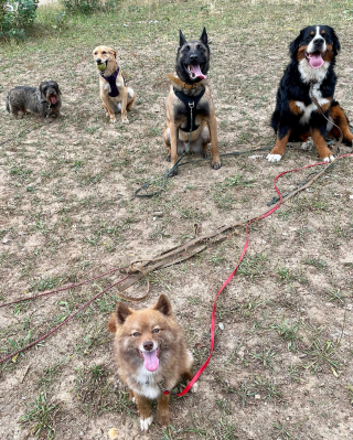 Illustration de l'article : Une ex-conseillère de vente quitte tout pour se consacrer à sa passion : les animaux de compagnie