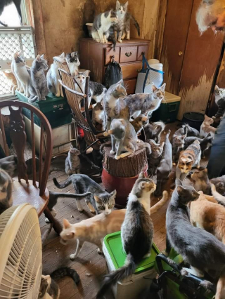 Illustration de l'article : Dépassée par les évènements, une femme se retrouve à garder 75 chats sans être capable de s’en occuper 