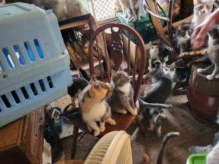 Illustration de l'article : Dépassée par les évènements, une femme se retrouve à garder 75 chats sans être capable de s’en occuper 