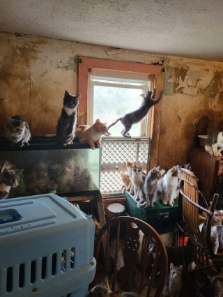 Illustration de l'article : Dépassée par les évènements, une femme se retrouve à garder 75 chats sans être capable de s’en occuper 