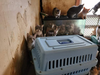 Illustration de l'article : Dépassée par les évènements, une femme se retrouve à garder 75 chats sans être capable de s’en occuper 