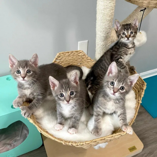 Illustration de l'article : Une bénévole dévouée redonne espoir à 4 chatons orphelins âgés de quelques jours