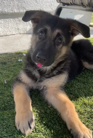 Illustration de l'article : Le courageux combat d'un jeune Berger Allemand déterminé à surmonter sa paralysie