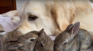 Illustration de l'article : Quand un Golden Retriever devient le papa adoptif inattendu d'une portée de lapereaux