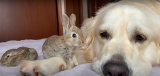 Illustration de l'article : Quand un Golden Retriever devient le papa adoptif inattendu d'une portée de lapereaux