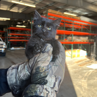 Illustration de l'article : Tout un collège se mobilise pour aider un chaton coincé dans le moteur d'un camion de l'établissement