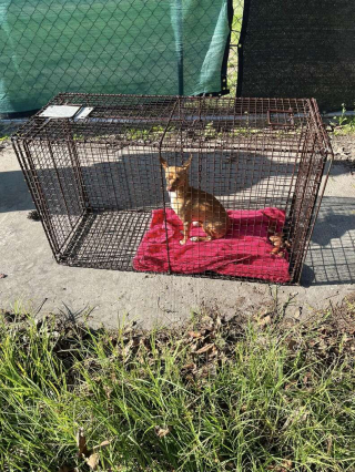 Illustration de l'article : Des ouvriers offrent une couverture à un chien errant, et celui-ci ne veut plus la quitter